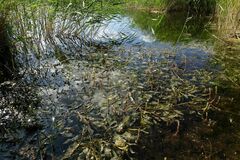 Potamogeton lucens