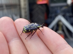 Chlorobapta frontalis