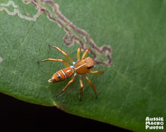 Cosmophasis bitaeniata