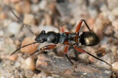 Daerlac cephalotes