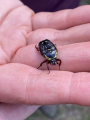 Chlorobapta frontalis