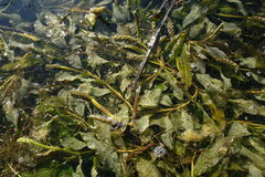 Potamogeton lucens
