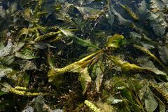 Potamogeton lucens