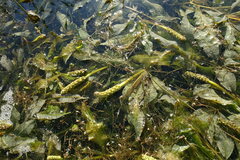 Potamogeton lucens