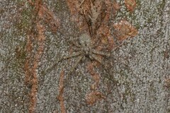 Tamopsis