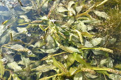 Potamogeton lucens