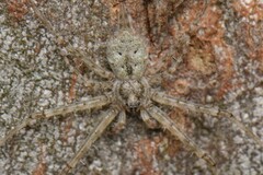 Tamopsis
