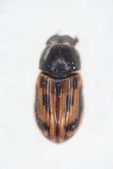 Chilothorax melanostictus