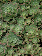 Aeonium haworthii