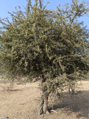 Gymnosporia senegalensis