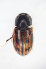 Chilothorax melanostictus