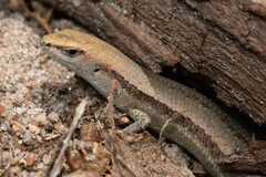 Lampropholis