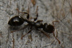 Podomyrma elongata