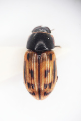 Chilothorax melanostictus