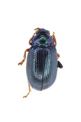 Crepidodera