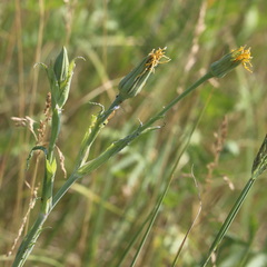 Tragopogon