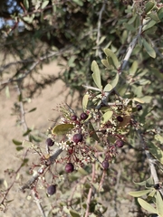 Gymnosporia senegalensis