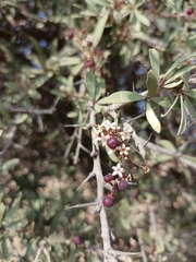 Gymnosporia senegalensis