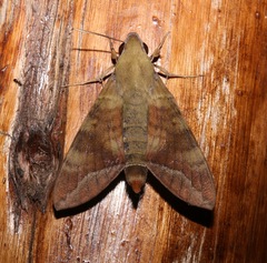 Nephele comma