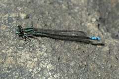 Pseudagrion furcigerum