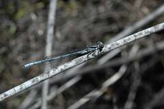 Pseudagrion furcigerum