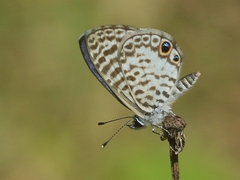 Leptotes cassius theonus