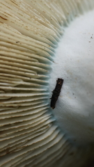 Russula brevipes acrior
