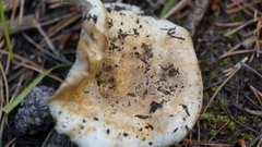 Russula brevipes acrior