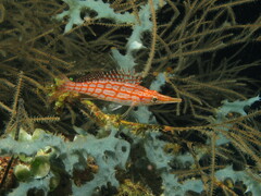 Oxycirrhites typus