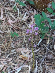 Dipodium campanulatum