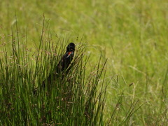 Euplectes progne