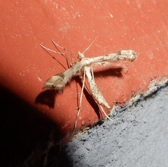 Platyptilia