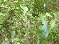 Lepidocupania glomeriflora