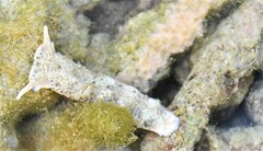 Plakobranchus ocellatus