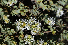Veronica pinguifolia