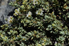 Veronica pinguifolia