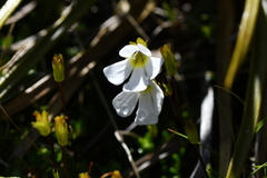 Ourisia caespitosa