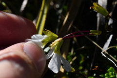 Ourisia caespitosa