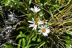 Dolichoglottis scorzoneroides