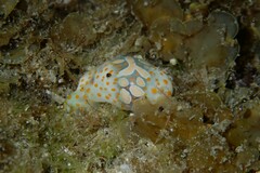 Lamprohaminoea cymbalum