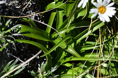 Dolichoglottis scorzoneroides