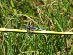 Orthetrum chrysostigma