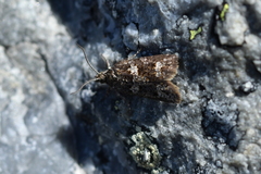 Cnephasia melanophaea