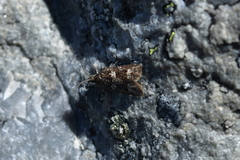 Cnephasia melanophaea
