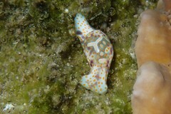 Lamprohaminoea cymbalum