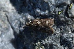 Cnephasia melanophaea