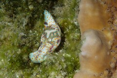 Lamprohaminoea cymbalum