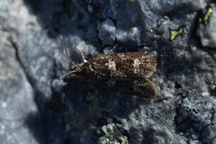 Cnephasia melanophaea