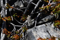 Cnephasia melanophaea