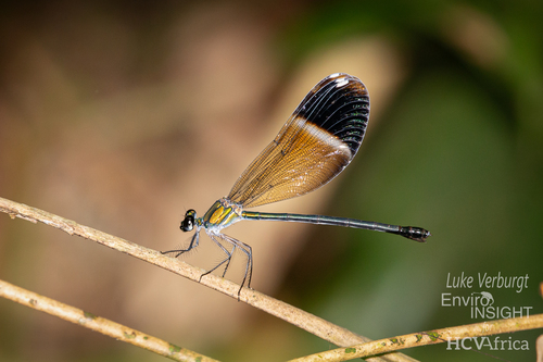 Sapho bicolor